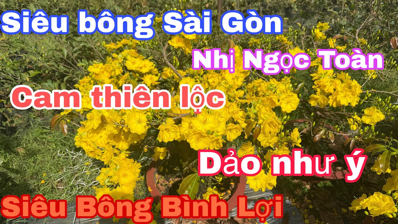 Mùng 10🌼Mai vàng Siêu Bông Sài Gòn, Dảo như ý, Bình Lợi, cam thiên lộc.☎️0344082751(zalo)