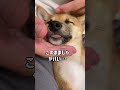 お昼寝していた子犬に大変な事が起こりました笑 #Shorts