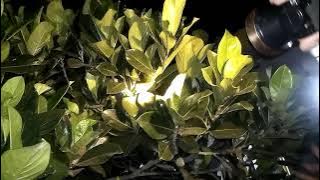 viral misteri suara pohon nangka ditemukan, ternyata suara belalang #suara belalang