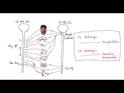 Video: Thực Vật Có Tác Dụng Hữu ích đối Với Hệ Thần Kinh