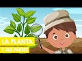 La PLANTA y sus PARTES para niños 🌼 🌷 🌱 🌲 | Función de las plantas