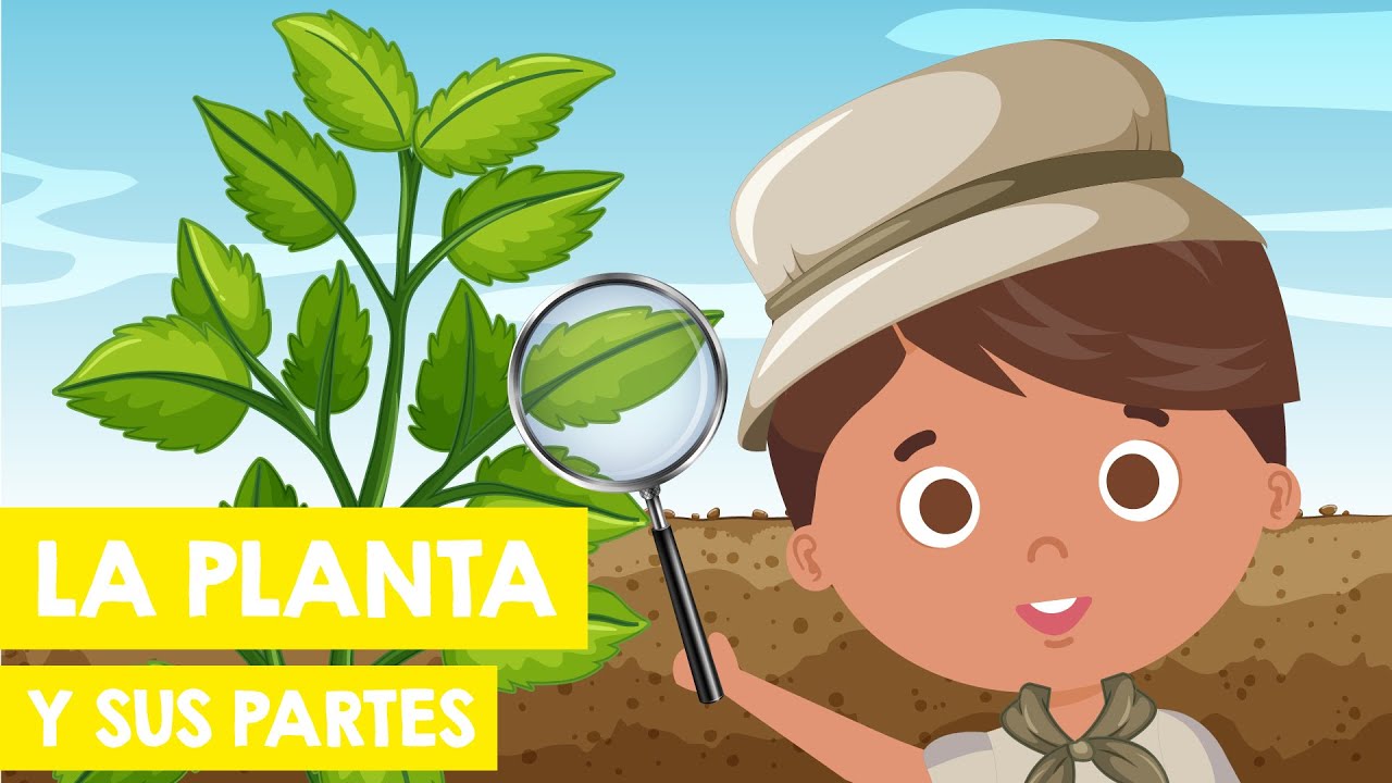 La PLANTA y sus PARTES para niños 🌼 🌷 🌱 🌲 | Función de las plantas