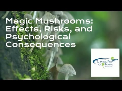 Magic Mushrooms  Turning Point of Tampa