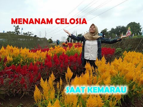 Video: Celosia (68 Foto): Celosia Perak Dan Jenis Dan Jenis Bunga Lain. Menanam Dan Merawat Mereka Di Ladang Terbuka Di Tempat Tidur Bunga Dan Di Periuk Di Rumah