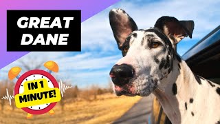 Great Dane  The Truth Behind Their Massive Size! | 1 Minute Animals
