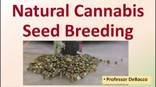 Natural Cannabis Seed Breeding