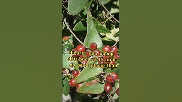 tác dụng của cây khúc khắc