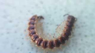 life cycle of a house centipede 1