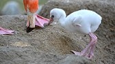 赤いフラミンゴミルクを飲むヒナ Flamingo Milk Youtube 赤いフラミンゴミルクを飲むヒナ Flamingo Milk Youtube
