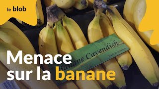 La production mondiale de banane menacée par un champignon : quelles sont les alternatives ?
