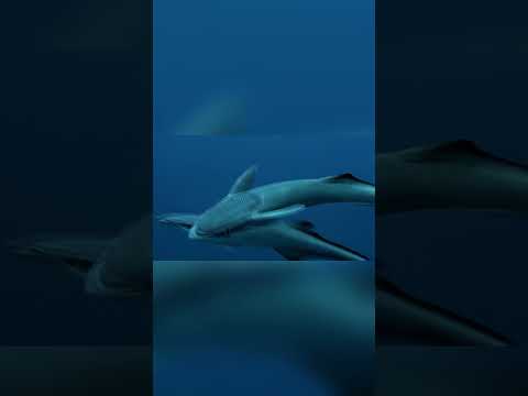 Профессиональный попутчик. Рыба‑прилипала (рыба‑ремора) #интересныефакты #факты #шортс