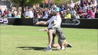 Freestyle Flying Disc Winner  2016 Purina® Pro Plan® Incredible Dog Challenge® Eastern Regionals