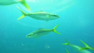 ROV shots central Indian Ocean. FAD
