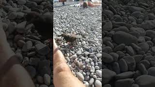 Ялтинские пляжные голуби Ялта сегодня Крым сейчас пляж Массандра 27 сентября