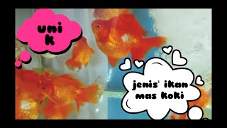 Jenis Jenis ikan mas koki, ikan buncit,ikan unik
