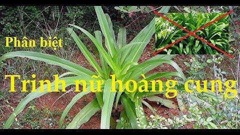 Trinh nữ hoàng cung | cây trinh nữ hoàng cung # cây Nán