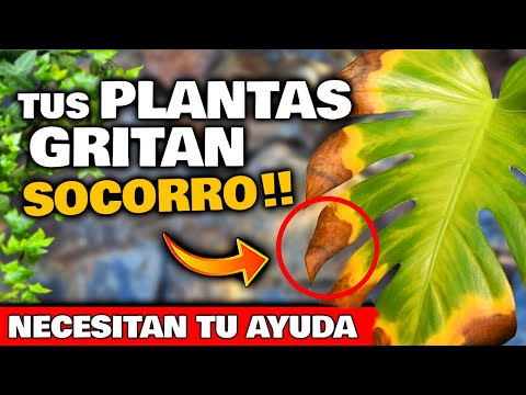 Video: Inactividad de la planta - Hacer que una planta se vuelva inactiva