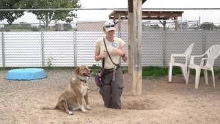 Training Tip Tuesday  How to get dogs to stop digging