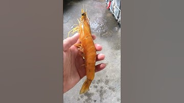 Các bạn nuôi tôm sú có từng gặp con tôm sú nào vàng chưa