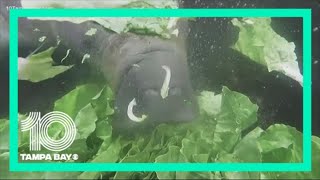 Manatee lettuce feeding trial continues to see success off Florida's east coast