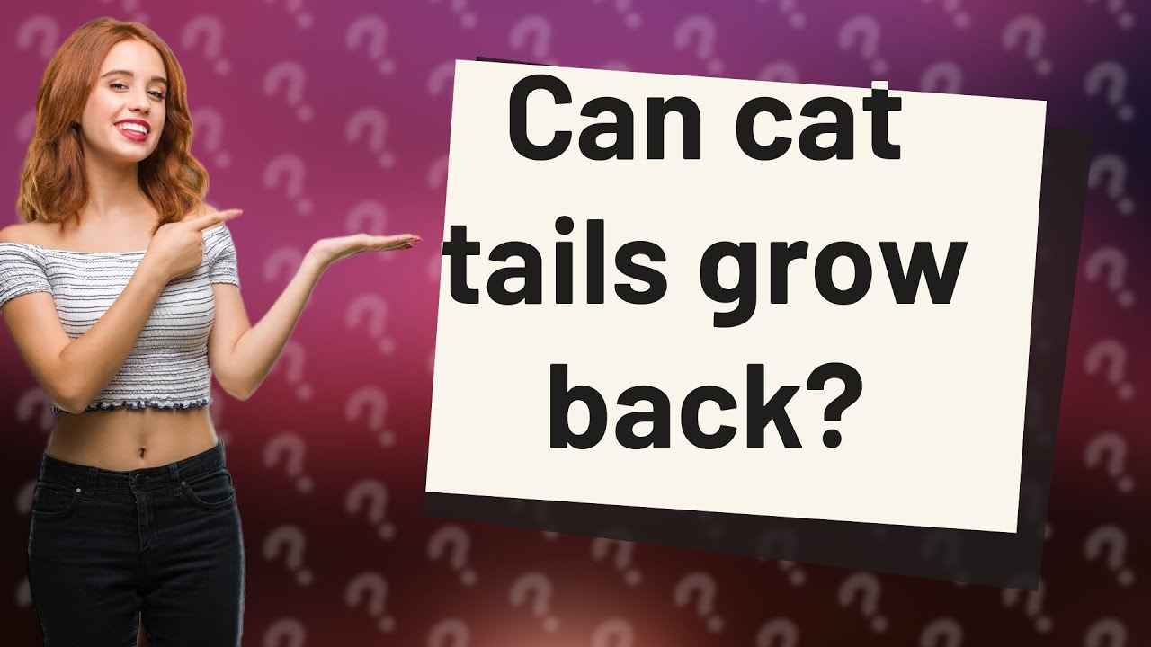 Can cat tails grow back? - YouTube