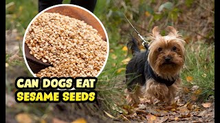 View of Are Sesame Bad For Dogs