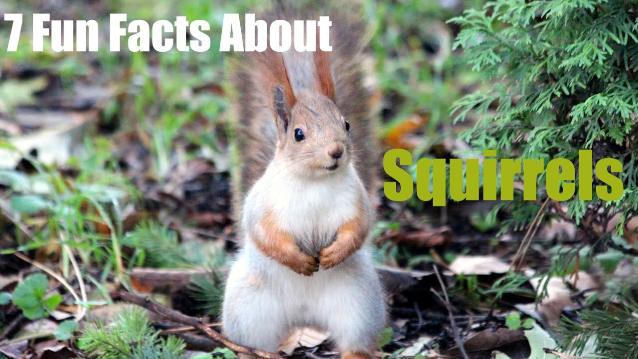 Squirrel Fun Facts in 3 MINs