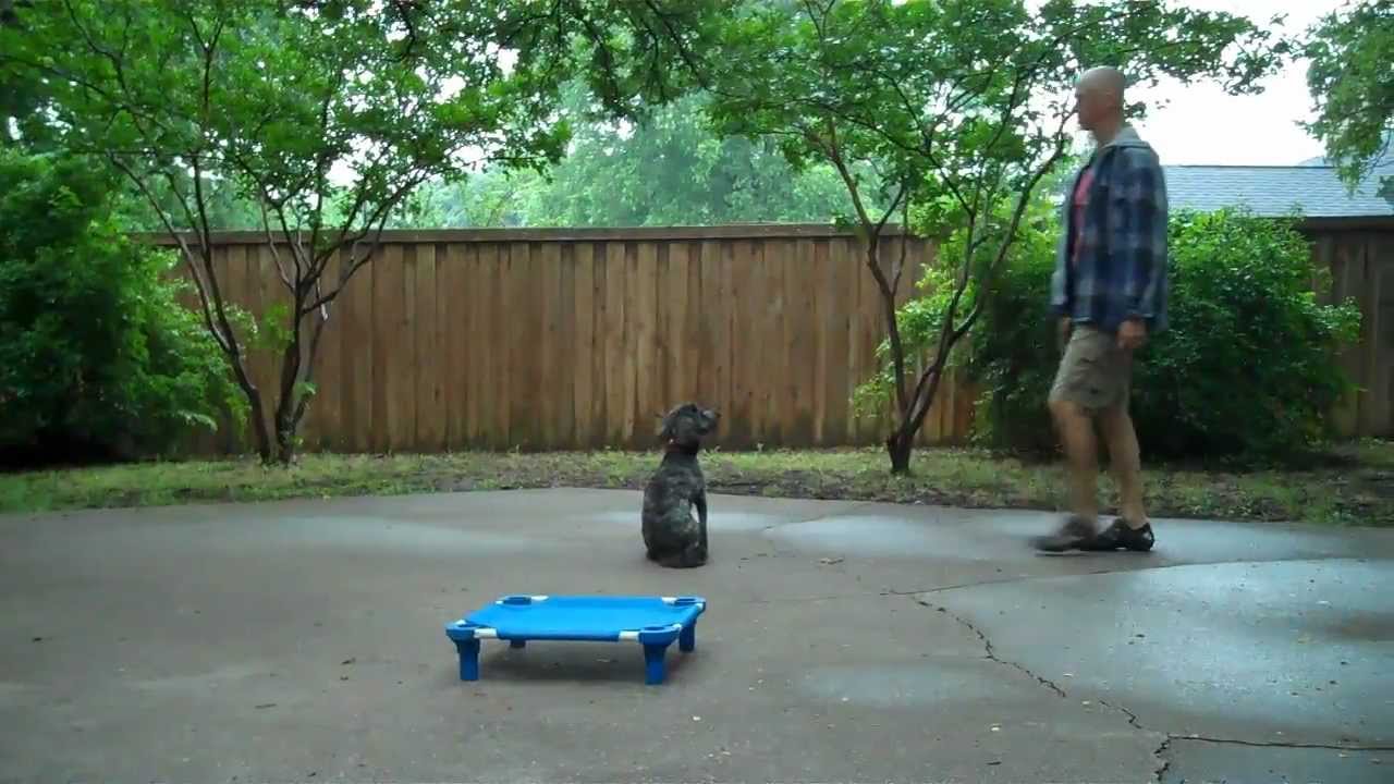 Cleo working on off leash obedience - Redeeming Dogs