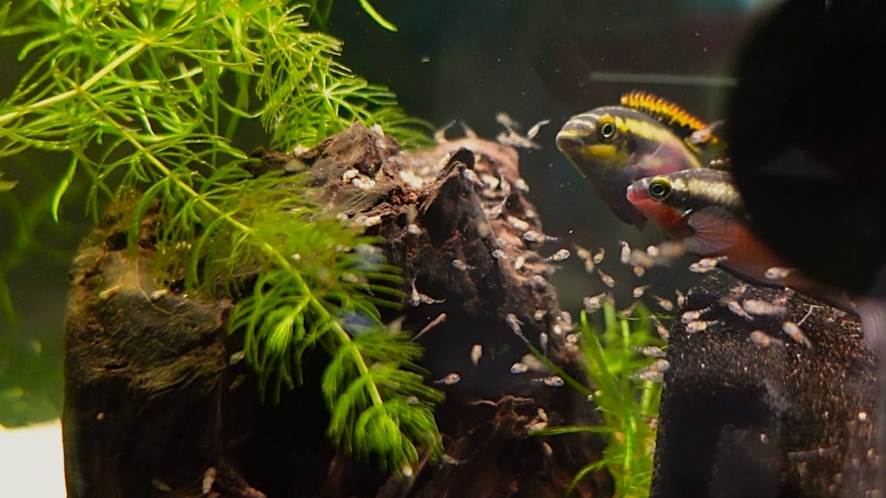 Rainbow Kribensis Protecting It's Babies