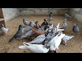 #PIGEONS. Обзор  мраморных бакинских бойных голубей 30.10.2020г.