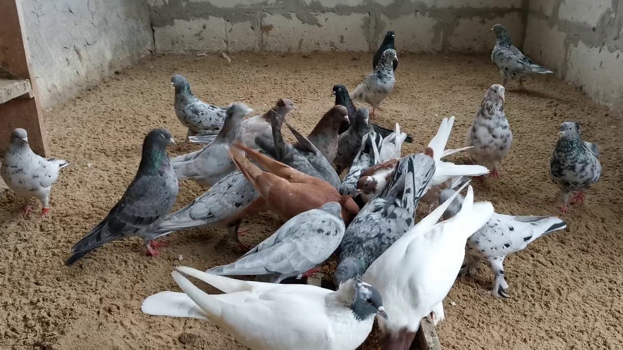 #PIGEONS