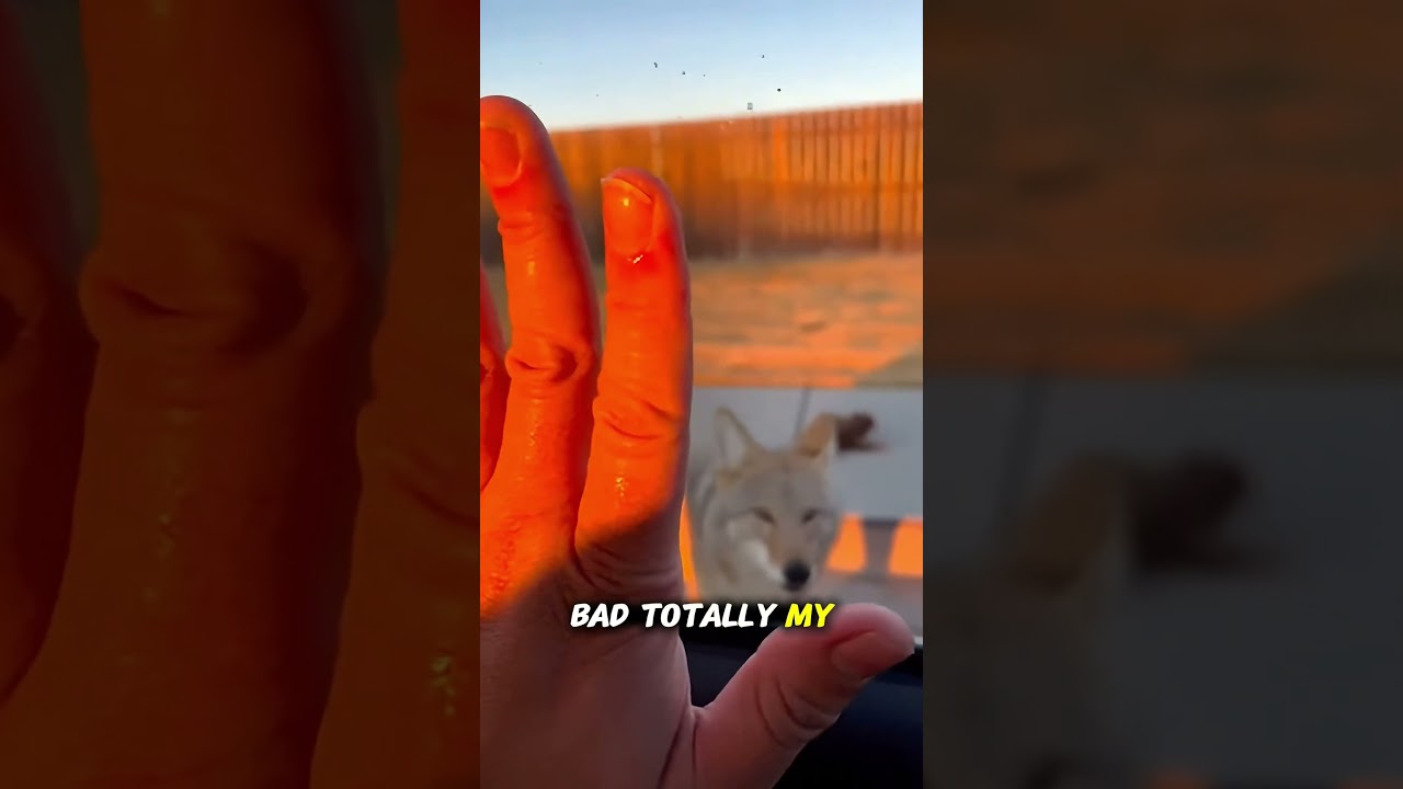 Driver Honks at Coyote… Instantly Regrets It 😳🦊 | Wild Animal Freakout POV