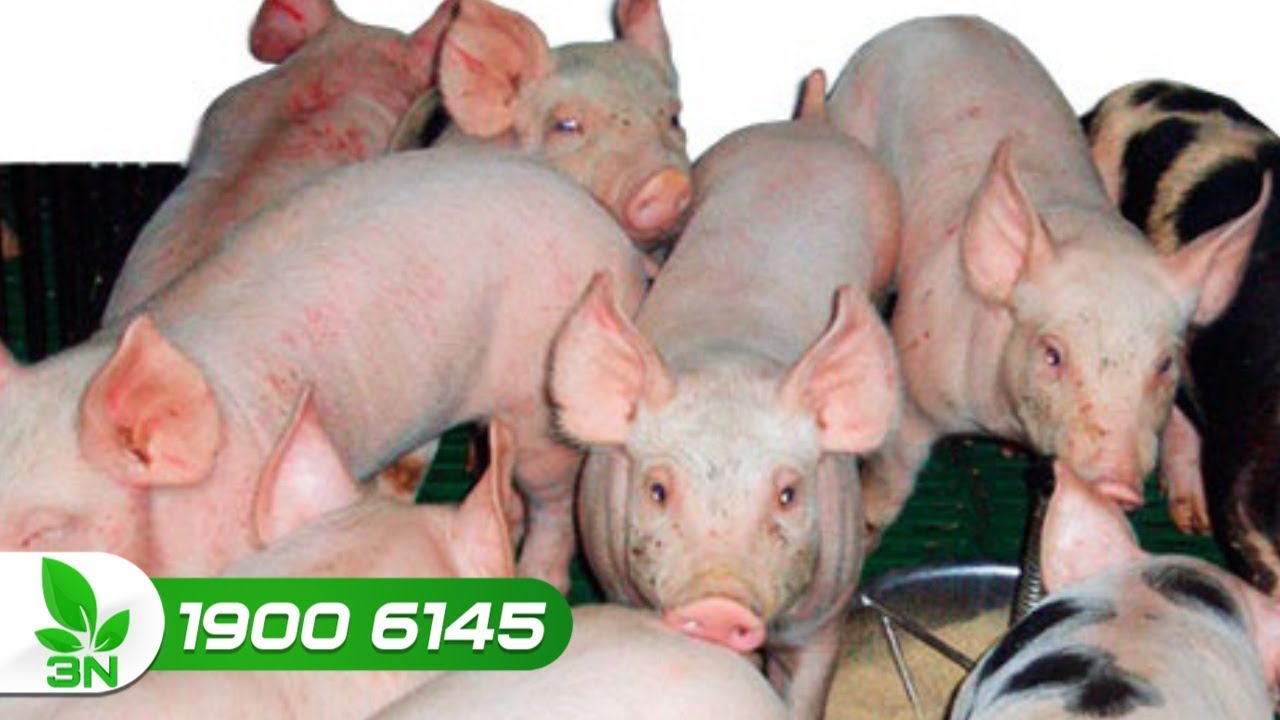 Nhận biết lợn bị nhiễm vi khuẩn E.coli dung huyết không hề khó