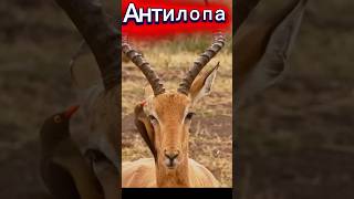 Самая быстрая добыча саванны! #животные #природа #рекомендации #animals #shorts