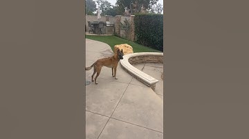 Belgian Malinois creates perfect distraction for rescue pup in training #belgianmalinois #rescuedog