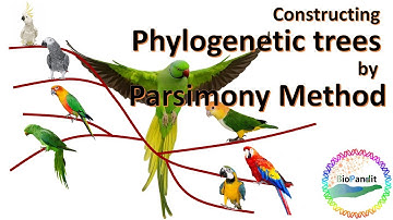 Phylogenetic analysis by Maximum Parsimony method