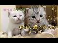 捨てられた子猫《お星様になったよつば》よつば＆ぽてと ※閲覧注意
