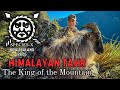 EP4:  The Hunt for SPECIES-X: Himalayan Tahr - The King of the Mountain
