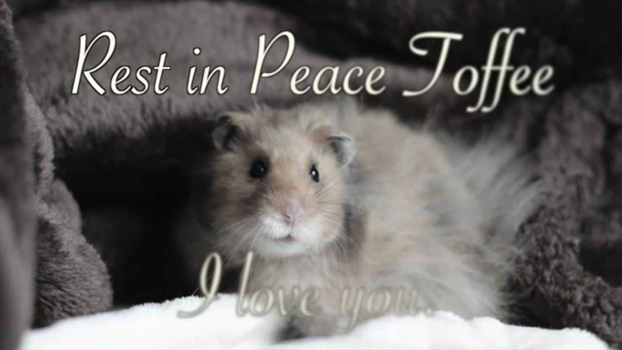 Goodnight Toffee - YouTube Victoria Raechel