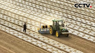 新疆棉花种植完成80% 机械化率达100% | CCTV中文《新闻直播间》