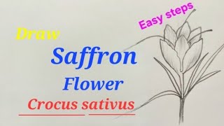Saffron flower drawing easy ,how to draw saffron flower,Kesar flower drawing,Crocus sativus drawing