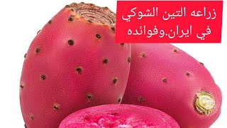 فوائد التين الشوكي/مزارع ايران  مشهد.اصفهان.قم.السياحه في ايران