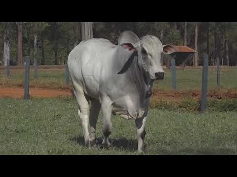 LOTE 114 Super Touros Matinha 2020