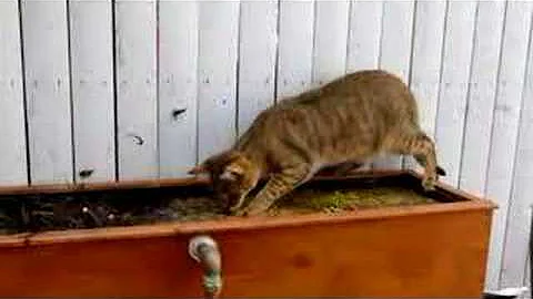 Watch the video about Clive F1 chausie kitten likes water