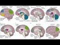 ADHD Neuroscience 2018 2026 Research Update