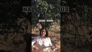 NAZLI ÖKSÜZ - Akşam Olur Karanlığa Kalırsın #nazlıöksüz #türkü #shorts #akşamolurkaranlığakalırsın