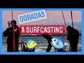 Doradas al Surfcasting