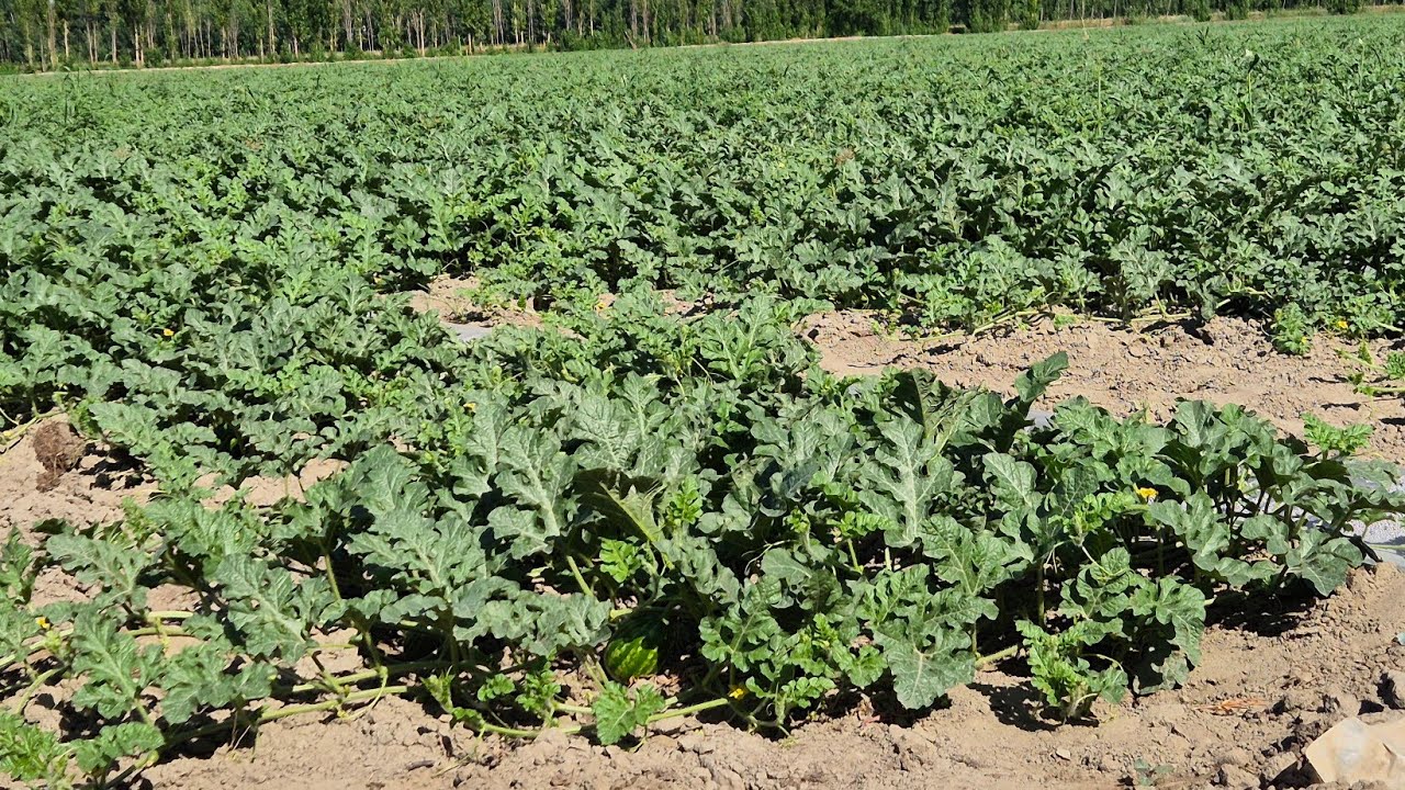 № 16 🍉 Тарвузга  сиз қандай сув қўясиз❓