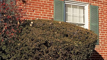 10-bit 4:2:2 HLG recording edited in DaVinci Resolve