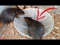 WOW!!!Perfect Deep Hole Rat Trap Using Paper Plastic&Bucket